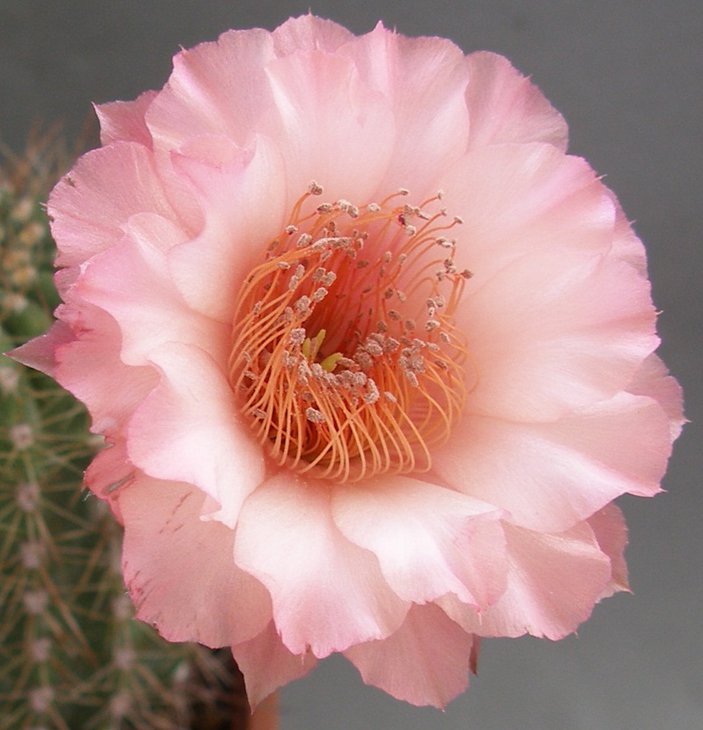 Echinopsis hybr.,,.jpg