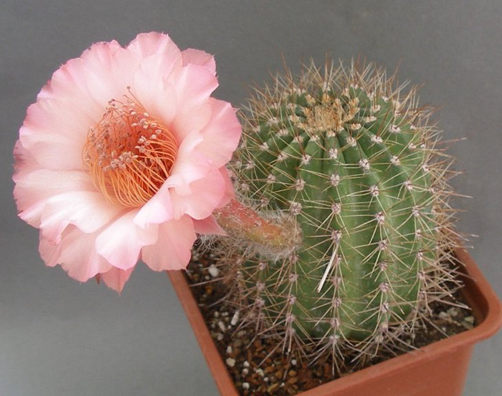 Echinopsis hybr.,.jpg