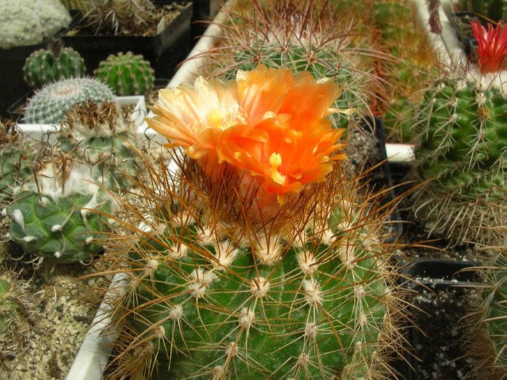 parodia andreae.JPG
