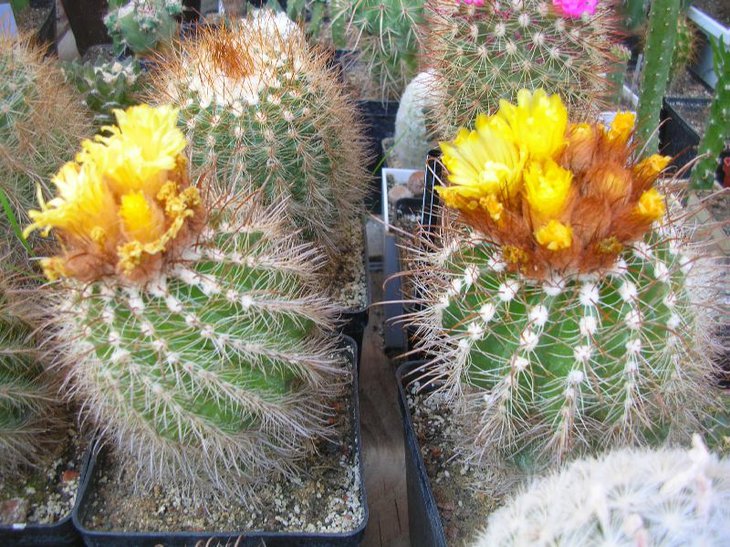 parodia challamarcana.JPG