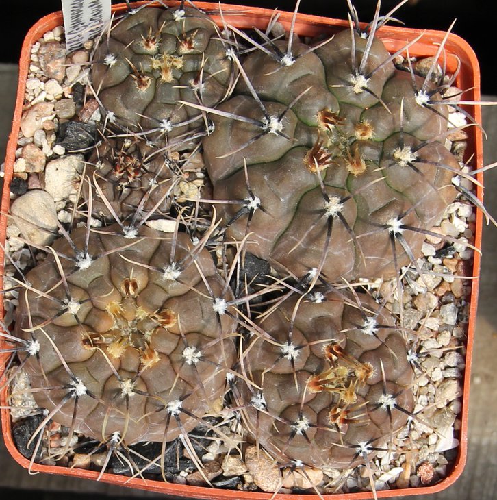 G.striglianum lujan de Cujo PILTZ2183