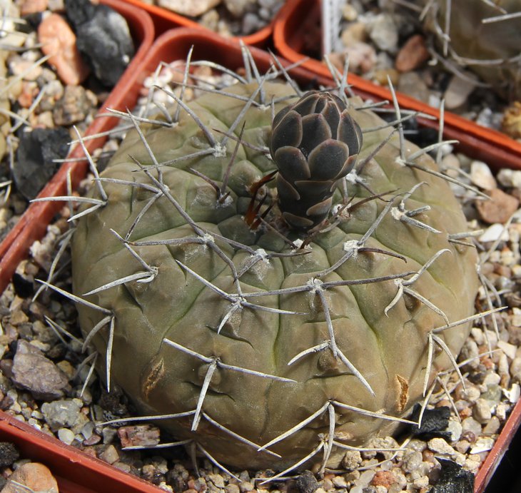 G.riojense mirandaense P222