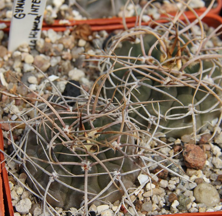 G.intertextum La Higuerita
