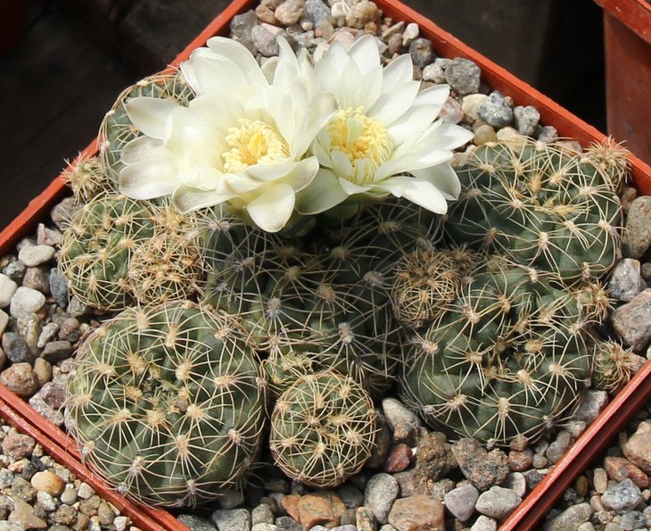 G.bruchii briggittae LF093