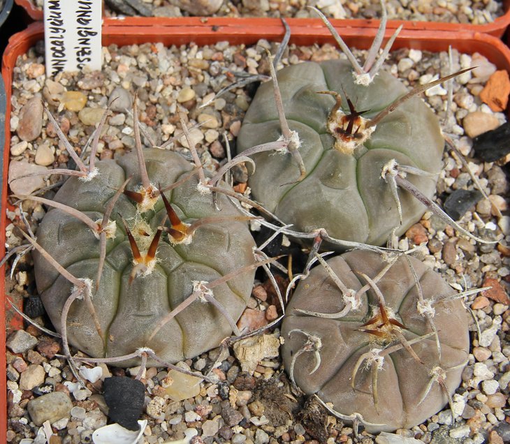 G.boszingianum.