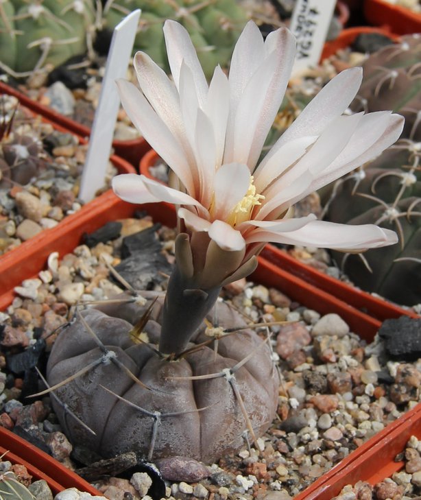 G.borthii nogolense VG684