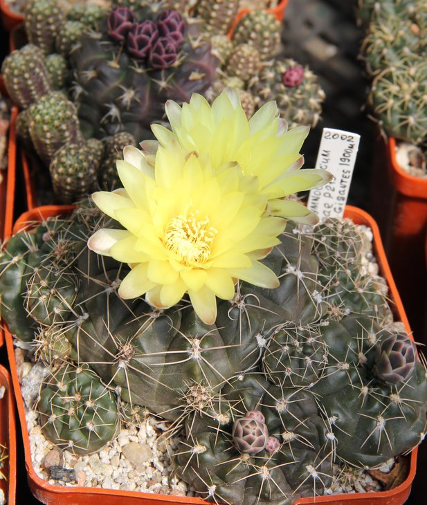 G.andreae P213