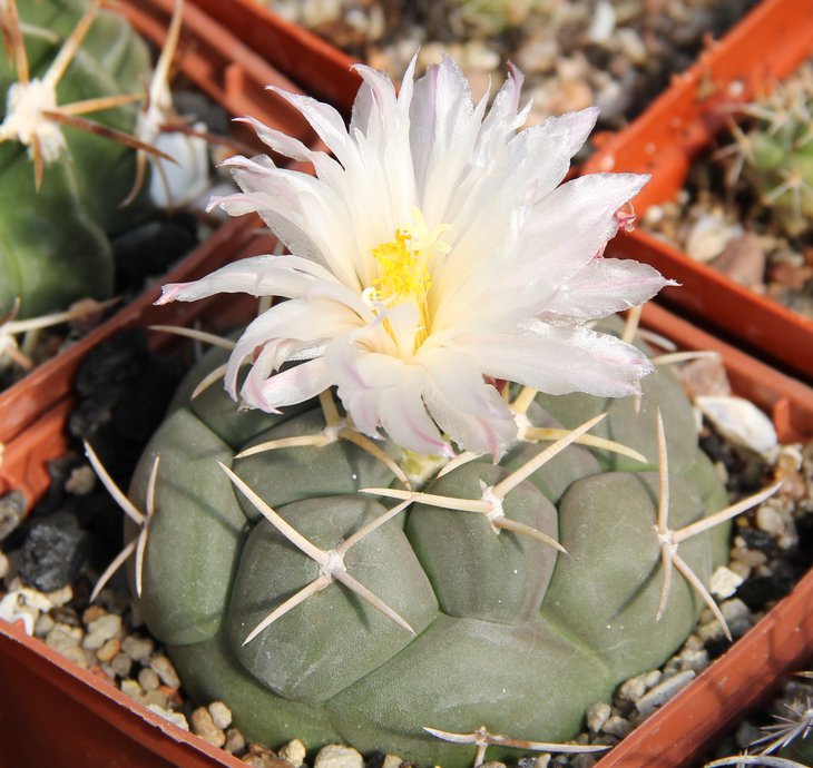 Thelocactus hexaedrophorus francii MK17.37 Charco Blanco SLP.JPG