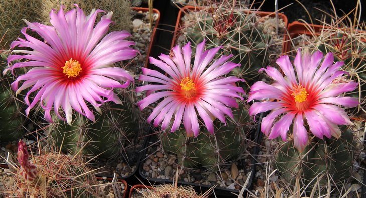 Thelocactus bicolor CZ052.JPG