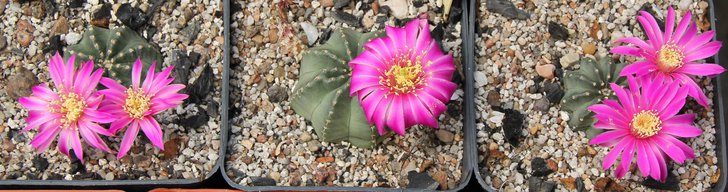 Echinocereus pulchelus.JPG
