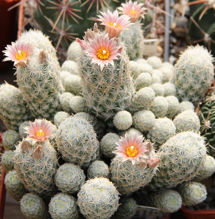 Escobaria schnedii lee.JPG