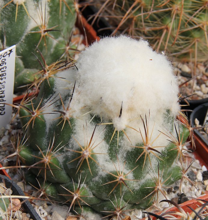 C.calipensis SB1390.JPG