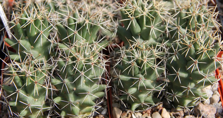 C.clavata RUS076.JPG
