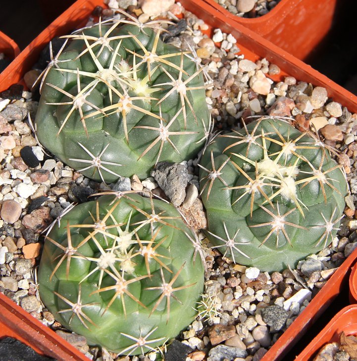 C.garesii.JPG