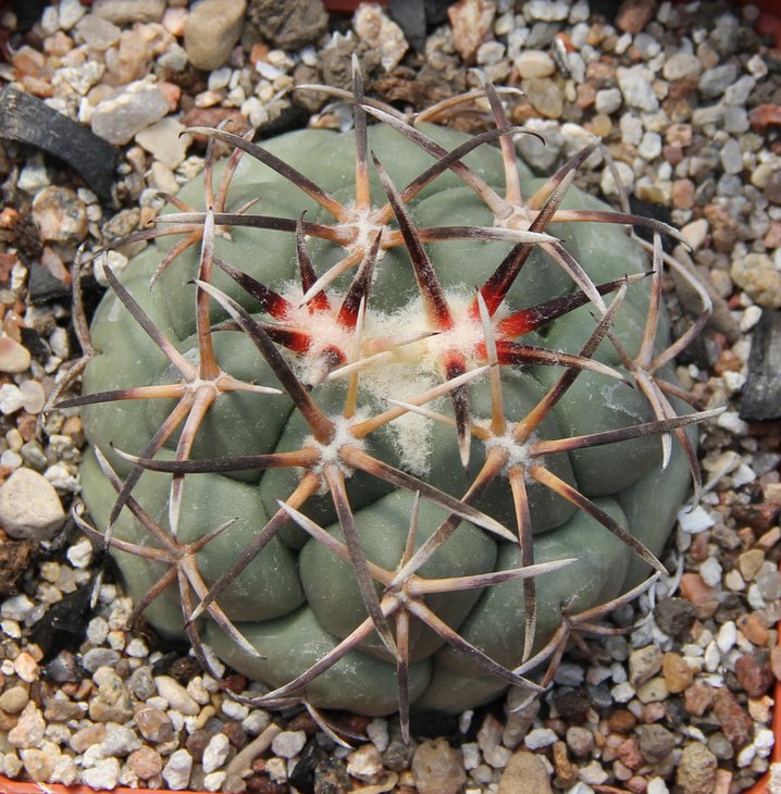 C.poselgeriana valida SB288.JPG