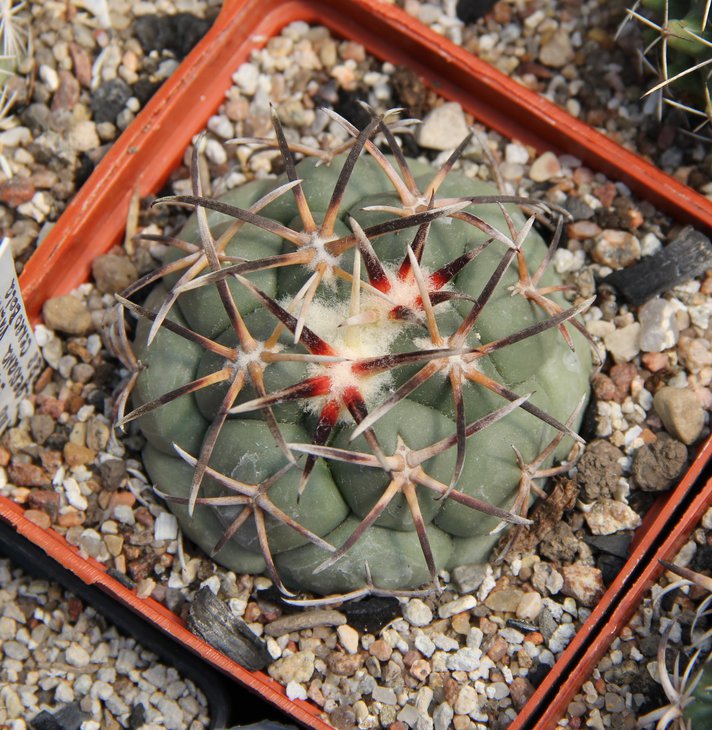 C.poselgeriana valida SB288..JPG