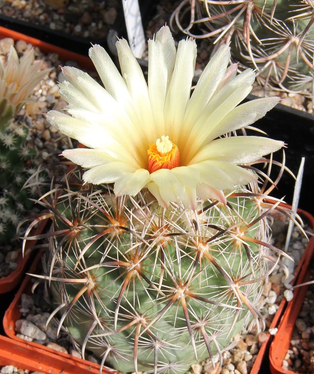 C.kracikii   coll.Kracik.JPG