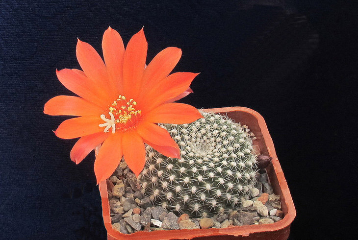 Rebutia krainziana