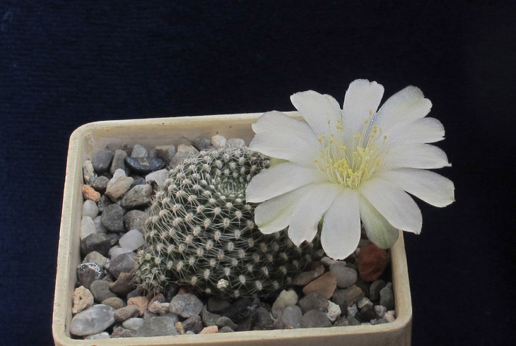Rebutia krainziana v.albiflora
