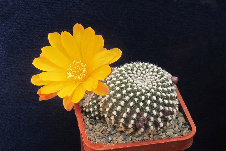 Rebutia krainziana v.aureiflora