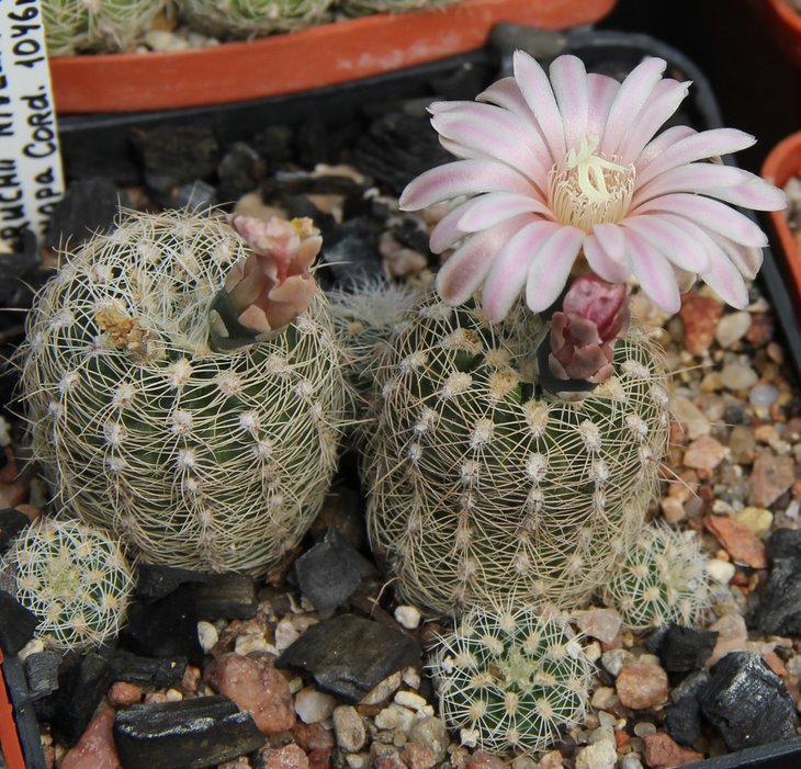 G.bruchii niveum VG536