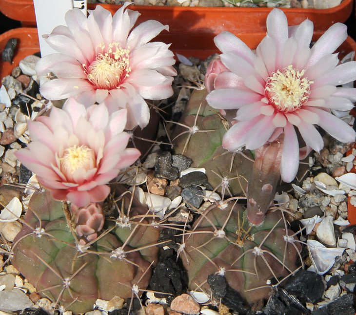 G.kroenlenii VG508
