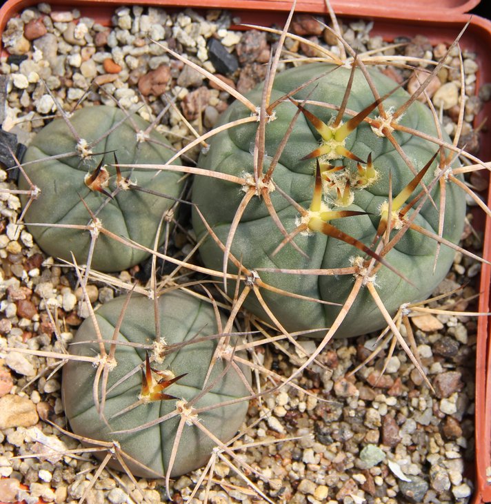 G.cardenasianum LB3483 Santa Ana de Belen