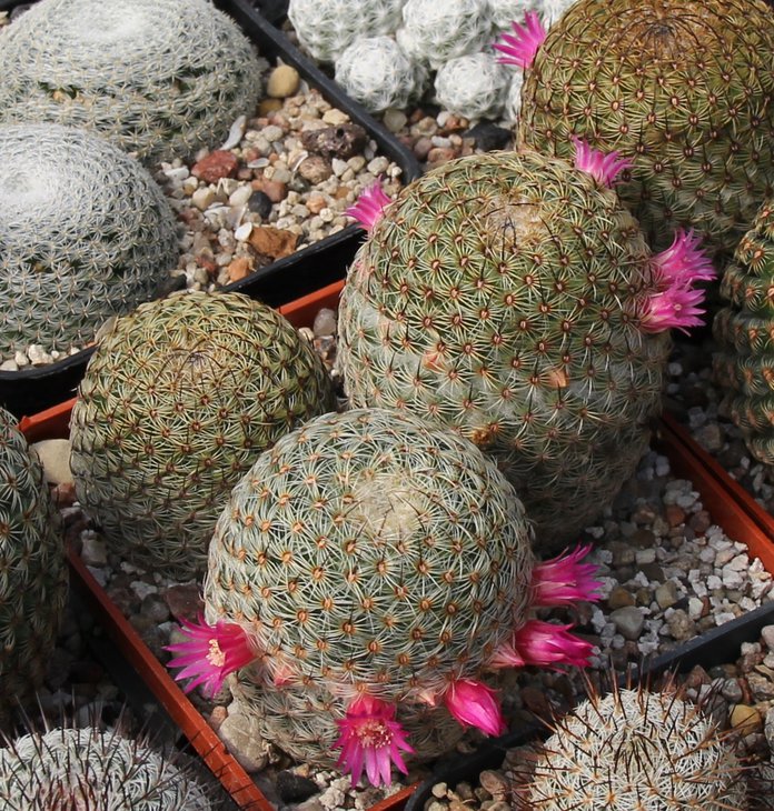 M.huitzilopochtlii FO13.JPG