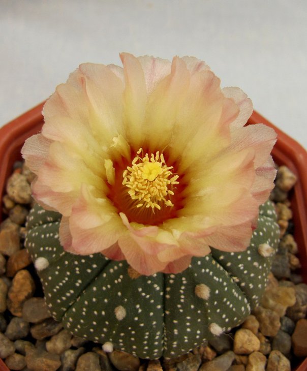 Astrophytum asterias