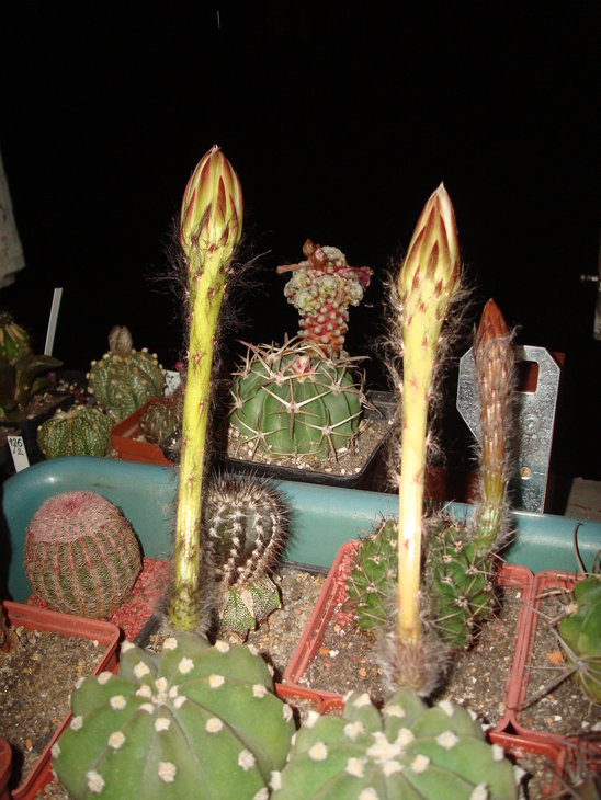 Echinopsis subdenudata