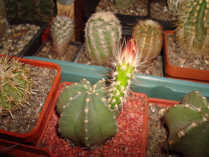 Echinocereus subinermis