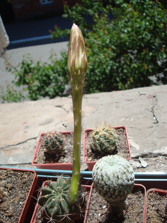 Pseudolobivia
