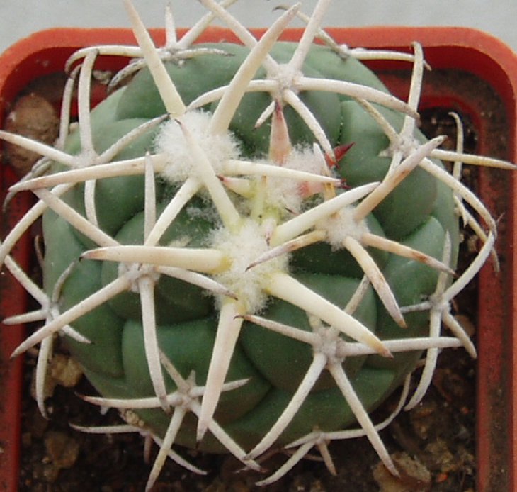 C.posel.valida_2.JPG