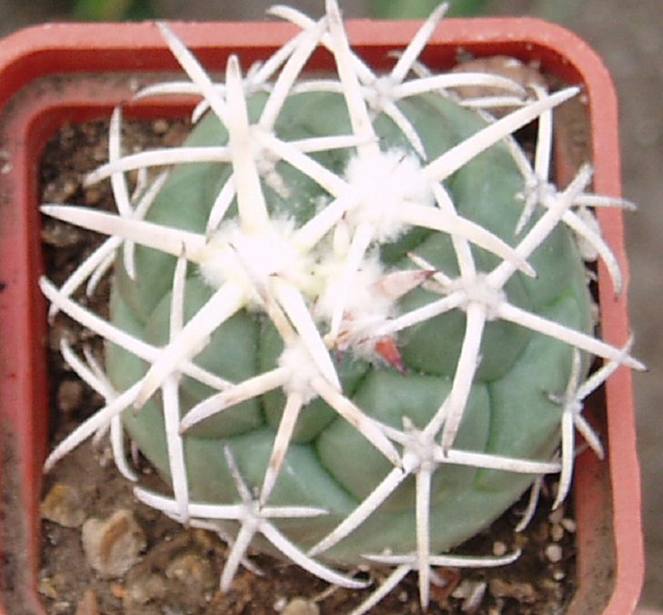 C.poselg.valida.JPG