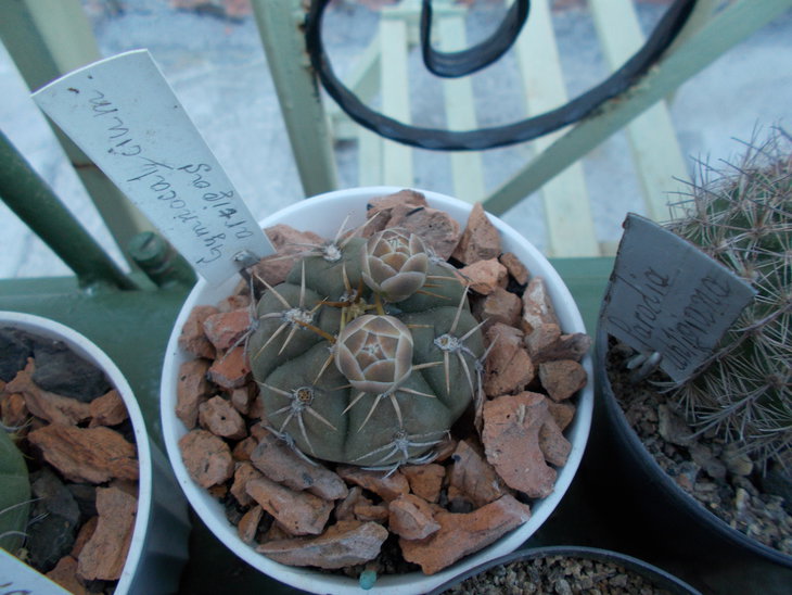 Gymnocalycium artigas.JPG