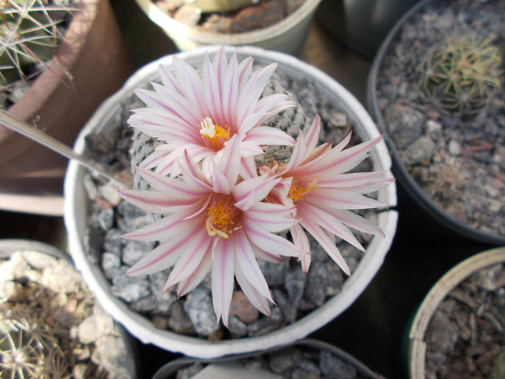 Pelecyphora pseudopectinata.JPG