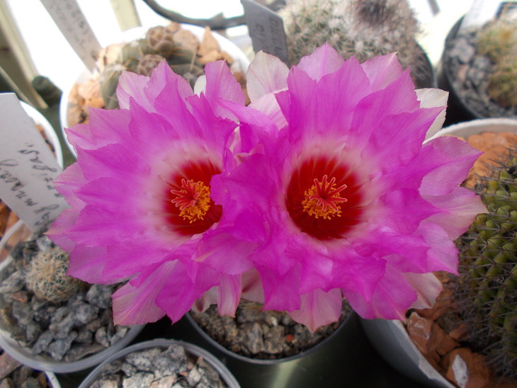 Thelocactus schwarzii.JPG