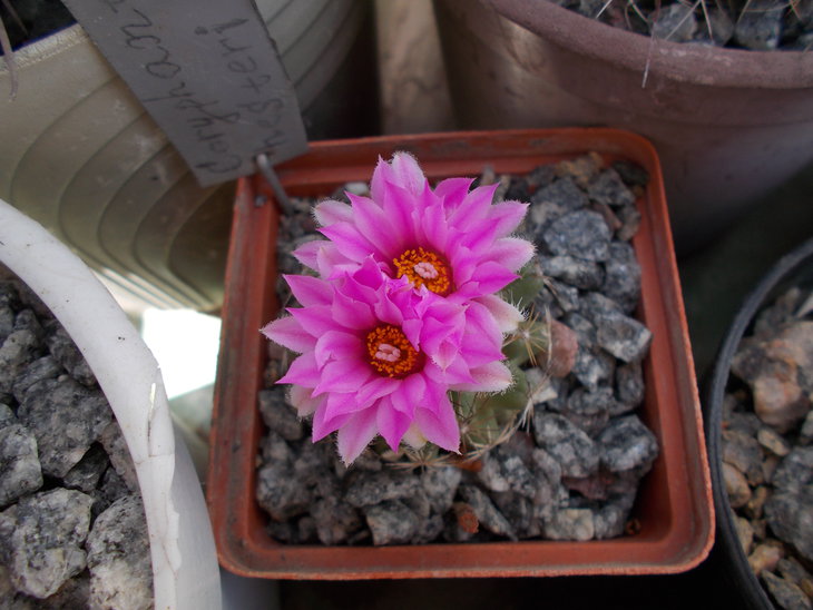 Escobaria hesteri.JPG