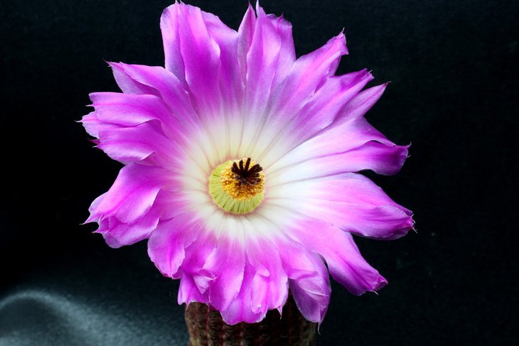 Echinocereus pectinatus v.rigidissimus