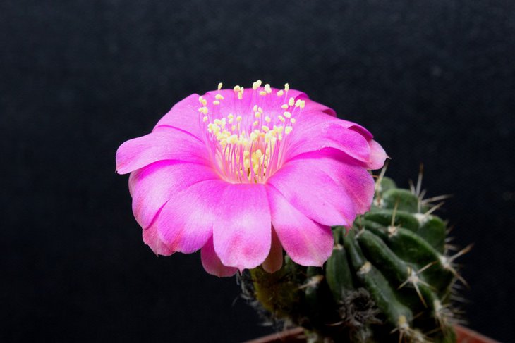 Lobivia larae