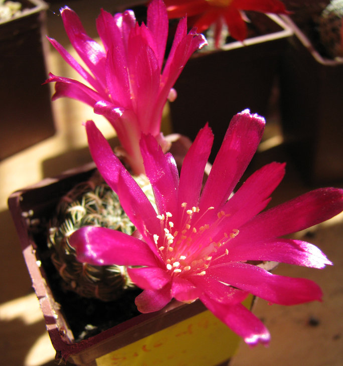SULCOREBUTIA lepida