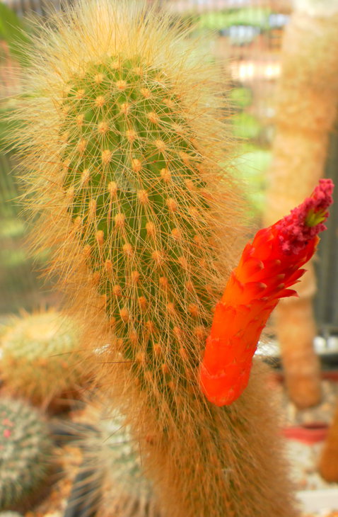 Cleistocactus	wendlandiorum