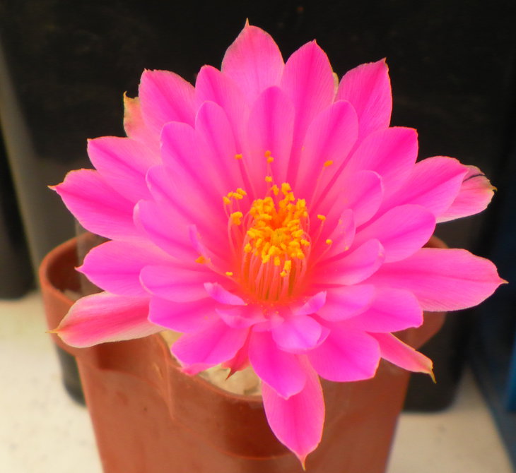 Echinocereus pulchellus