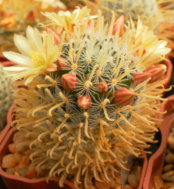 Mammillaria duwei