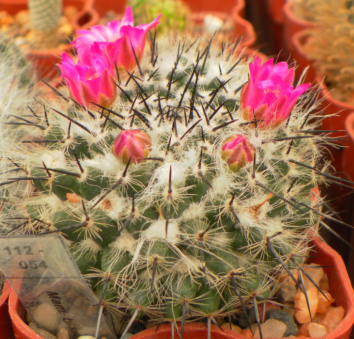 Mammillaria bravoae