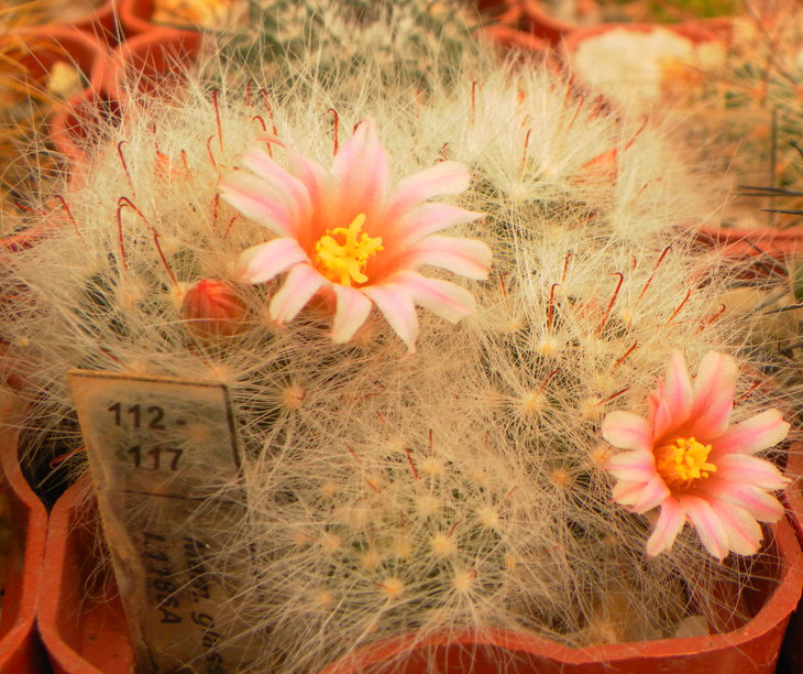 Mammillaria glassii L1186A