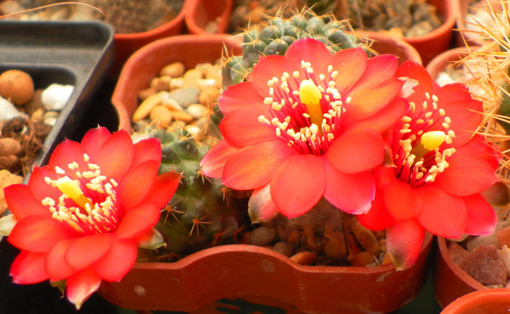 Rebutia haefneriana WR515