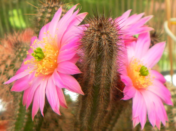 Wilcoxia schmollii