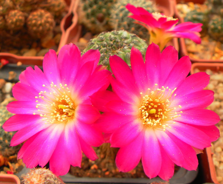 Sulcorebutia rauschii LH 694