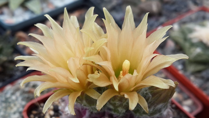 neochilenia napina ssp. mitis glabrescens